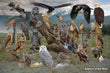 24" x 36" Poster  -  Raptors of the West