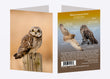 5" x 7" Cards - SEOW 3494 Short-eared Owl 6-pk