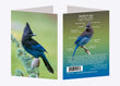 5" x 7" Cards - STJA 6163 - Steller's Jay 6-pk