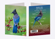 5" x 7" Cards - STJA 6762 _ Steller's Jay 6-pk