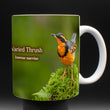 11oz Mug - VATH 001 - Varied Thrush