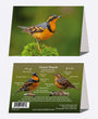 5" x 7" Cards - VATH 3972 - Varied Thrush 6-pk