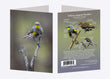 5" x 7" Cards - YRWA 7250 - Yellow-rumped Warbler 6-pk